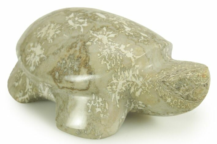 Polished Brown Fossil Coral Turtle - Indonesia #366279